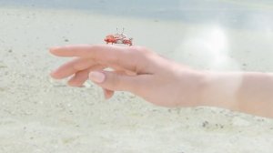 «Белое солнце» Отта оркестр