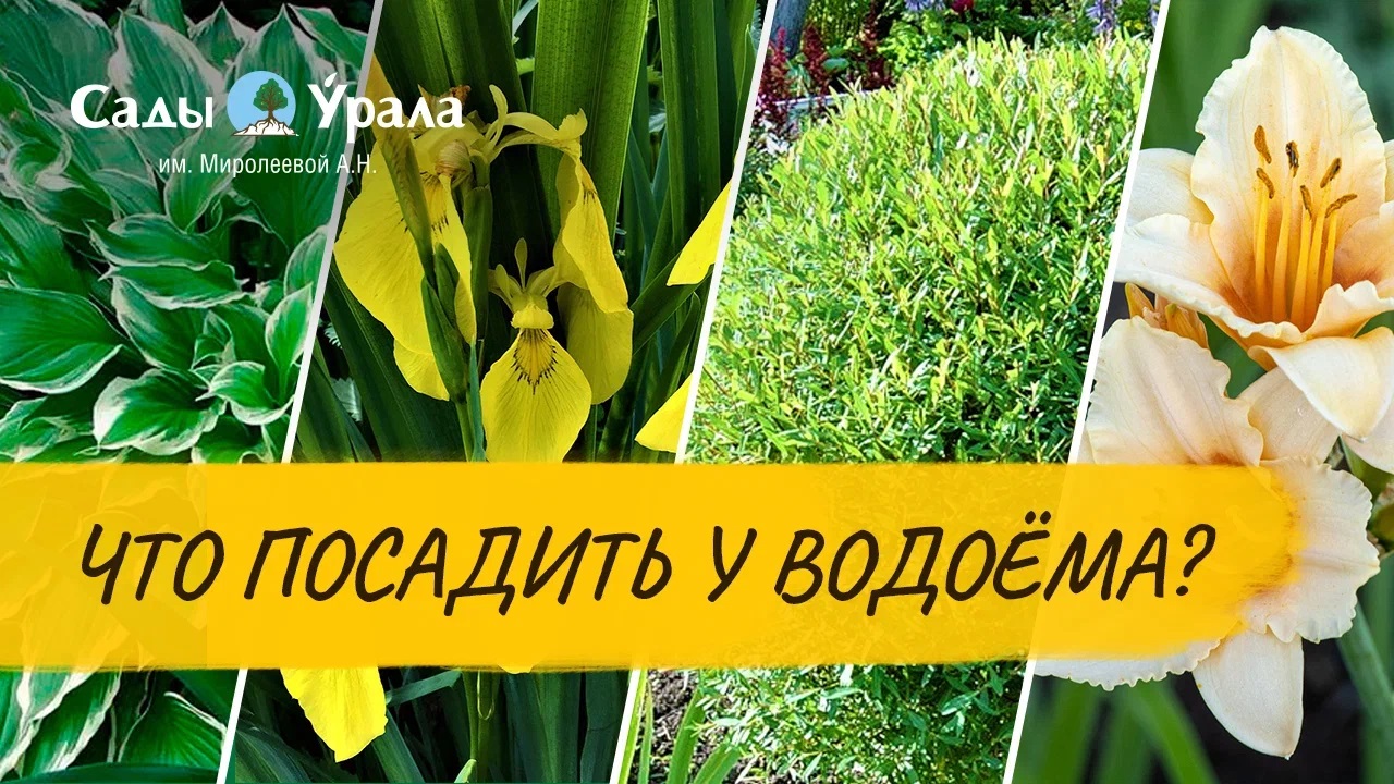 Оформление водоема: элимус, ирисы, ивы, лилейники, хосты смотреть онлайн