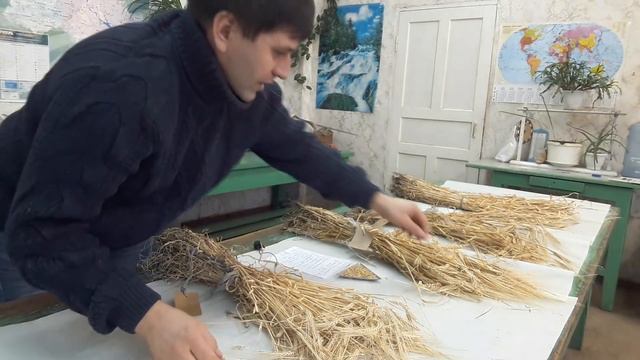 Як вибрати кращий сорт ячменю для сівби смотреть онлайн