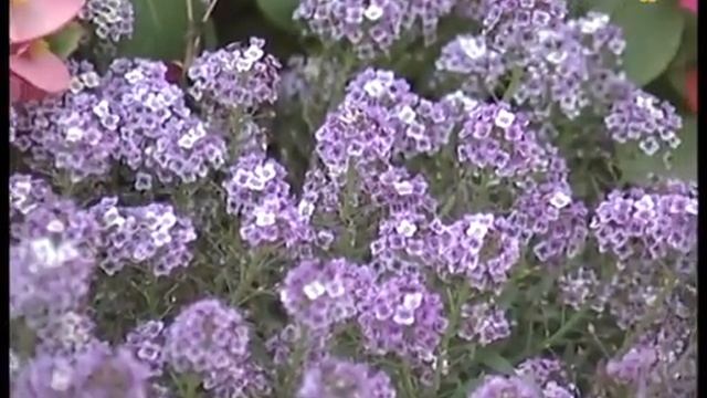 В ландшафте сада: удобство - прежде всего! Что растет в тени и на солнце? смотреть онлайн