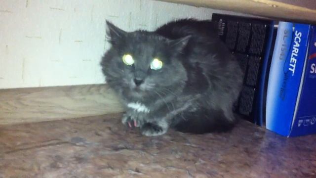 Очень злая киса. Angry cat from hell. смотреть онлайн