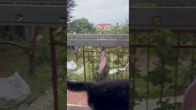 Каму музон бтс понравился #зубарев #шутки #юмор #кот смотреть онлайн