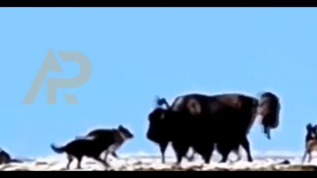 Атаки животных смотреть онлайн