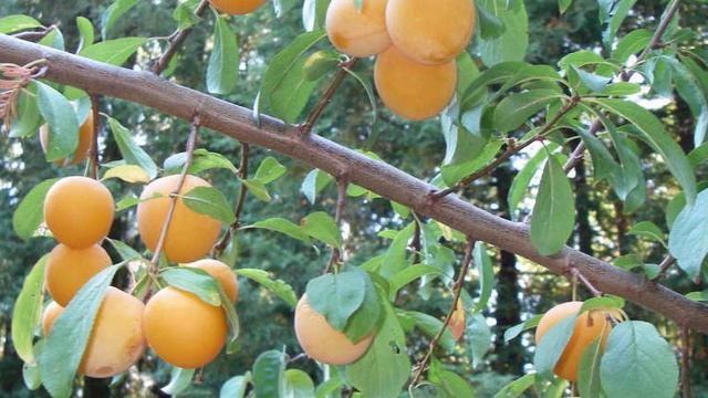 Слива Желтая ? МЕДОВАЯ смотреть онлайн