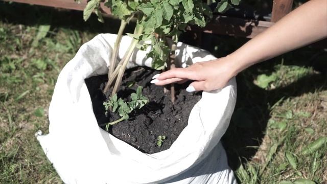 Как вырастить картофель в мешке ✿ Супер способ 100% всхожесть смотреть онлайн