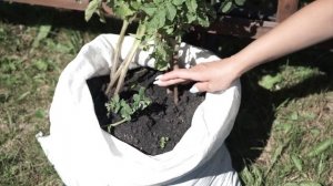 Как  вырастить картофель в мешке ✿ Супер способ 100%  всхожесть