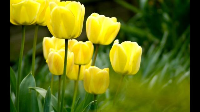 ПРАКТИКА! ЗОЛОТОЙ ЛУЧ 2018 Отец АБСОЛЮТ контактер Марта смотреть онлайн