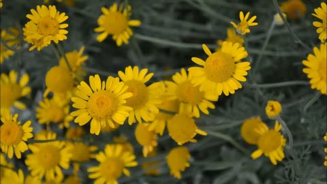 Пупавка красильная - Антемис. Фото цветения пупавки смотреть онлайн