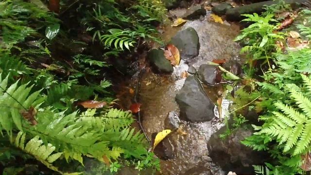 Playing Tourist Ep 1| Roseau Valley, Dominica| Fresh Water Lake| Cathedral Falls| Titou Gorge смотреть онлайн