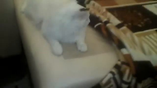Отдаем котят нижний новгород смотреть онлайн