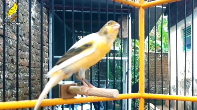 Canary Singing Bird Sounds At Its Best | Melodies Canary Bird Song смотреть онлайн