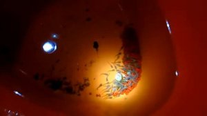 ДОСТАЕМ МАЛЬКОВ АНЦИТРУСОВ ИЗ ОБЩЕГО АКВАРИУМА