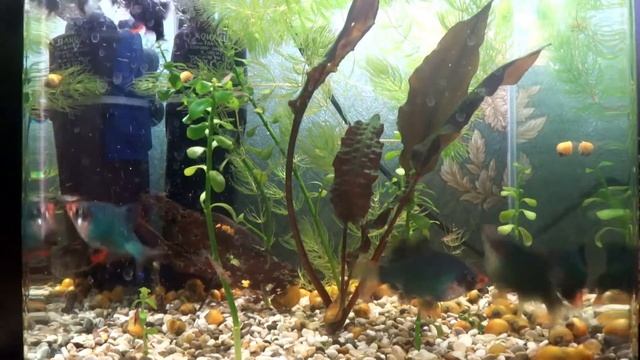 Кормление барбусов креветками смотреть онлайн