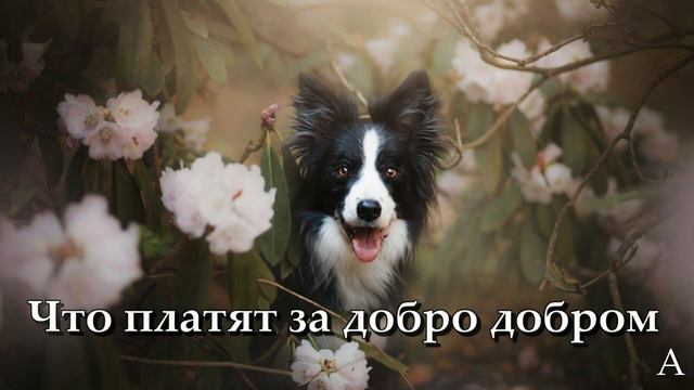 Чем больше узнаю людей, тем больше нравятся собаки. смотреть онлайн