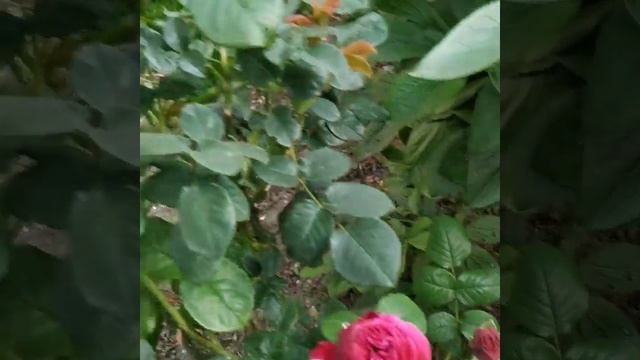 Othello rose Троянда Отелло смотреть онлайн