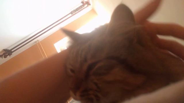 Ласковый котик смотреть онлайн