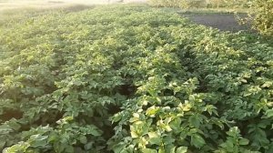 Очень урожайный картофель Ривьера