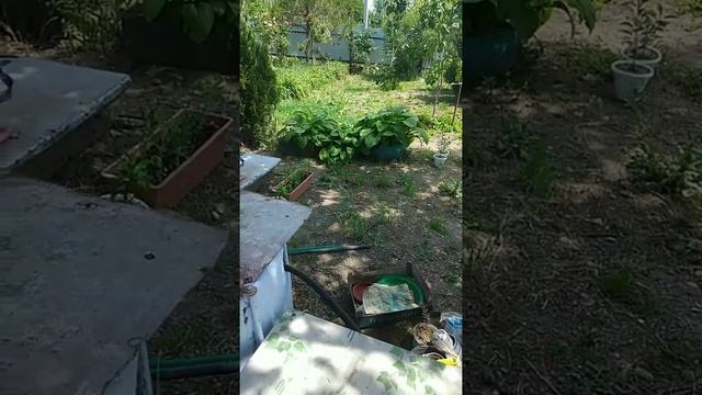 Жизнь в Краснодарском крае. 2020и2021г.(змея в огороде) ? смотреть онлайн