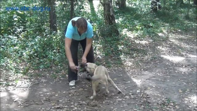 Дрессировка собаки за 10 дней. смотреть онлайн