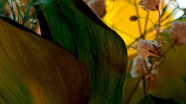 Chaga: Nature's Powerful Remedy смотреть онлайн