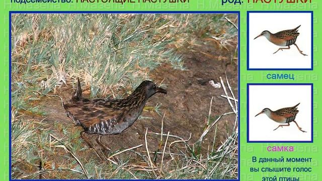 Пастушок. Голоса птиц смотреть онлайн