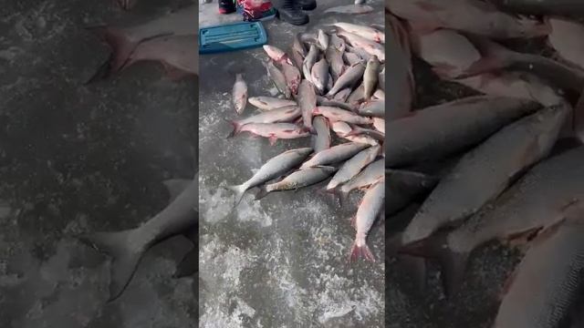 Баканас жерех 2023 смотреть онлайн