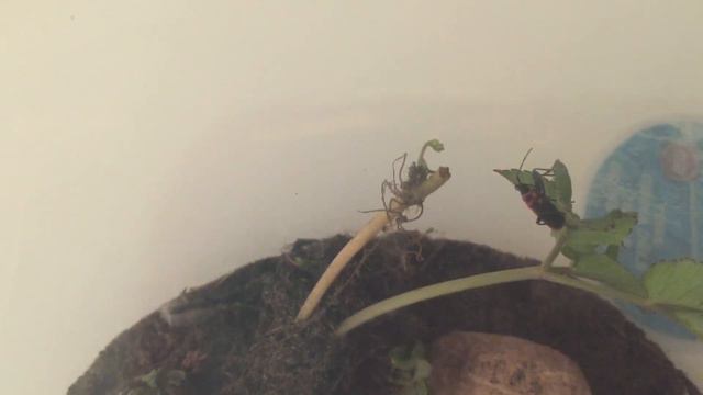 Жуки пожарники смотреть онлайн