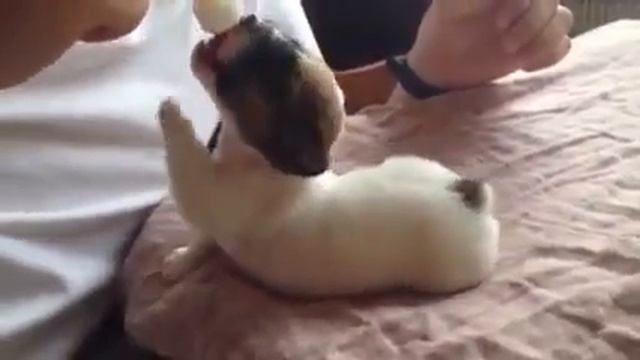 Щенок без мамы.Как выкормить щенка.Джек-рассел терьер. смотреть онлайн