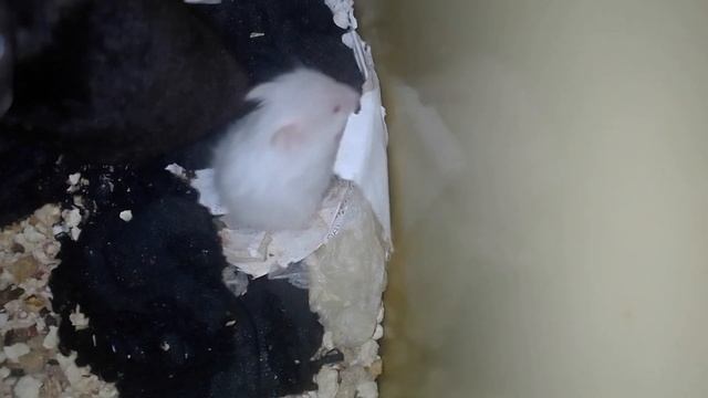 Усатый мам 7 смотреть онлайн