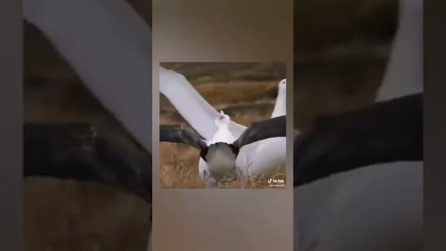 вот откуда пошла танец лезгинка смотреть онлайн