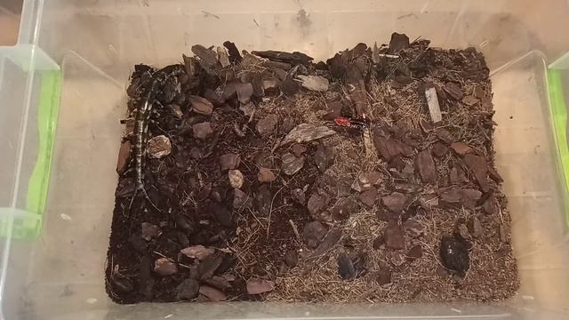 Кормление Scolopendra hainanum \ Scolopendra hainanum feeding смотреть онлайн
