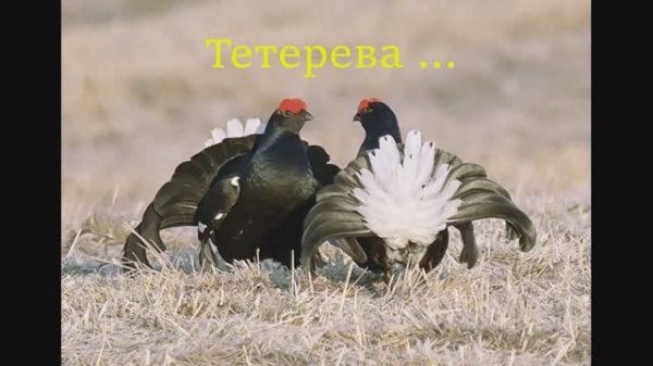 106 Lex Vandyke - Albatross