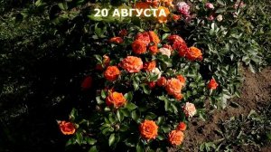 Роза Алегрия, колоритная флорибунда 2007 год. Rose Alegria.