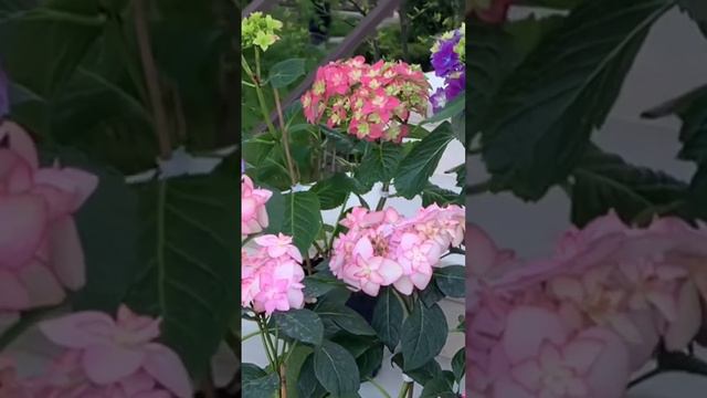 #садгортензий #hortensia #hydrangea #гортензия #hydrangeas #сад #гортензии #гортензиякрупнолистная смотреть онлайн