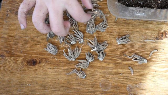 Pre-sprouting ranunculus & anemone corms, unboxing peony roots and begonia tuber from Eden Bros смотреть онлайн