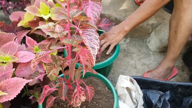 Paano Paramihin at Alagaan ang Bloodleaf/Iresine Herbstii смотреть онлайн