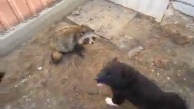 Енот и щенки (3месяца) смотреть онлайн