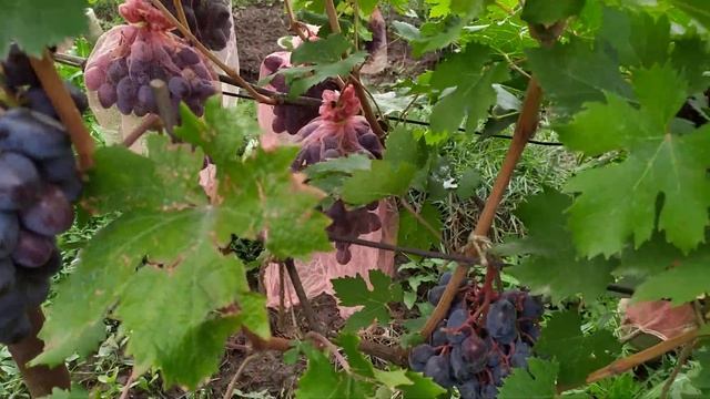 Смотреть ! Новые формы винограда под названием Безымянный и Мускат сахарный . смотреть онлайн