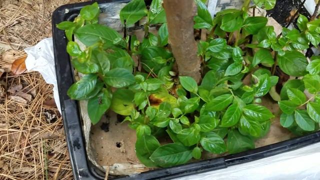 Rooting Crape Myrtle Cuttings, Chicks And Corn.