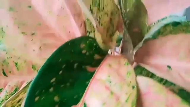 AGLAONEMA HARLEYQUIN || CARING GUIDE смотреть онлайн
