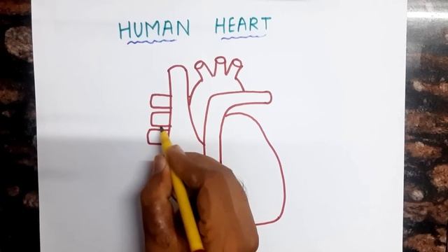 How to Draw Human Heart Diagram step by step in Hindi смотреть онлайн