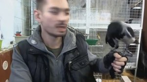 Выноска.  Как приручить ворону.  Приучение врановой птицы к рукам по методике соколятников