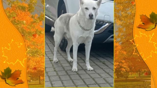 Краски осени 2023 смотреть онлайн