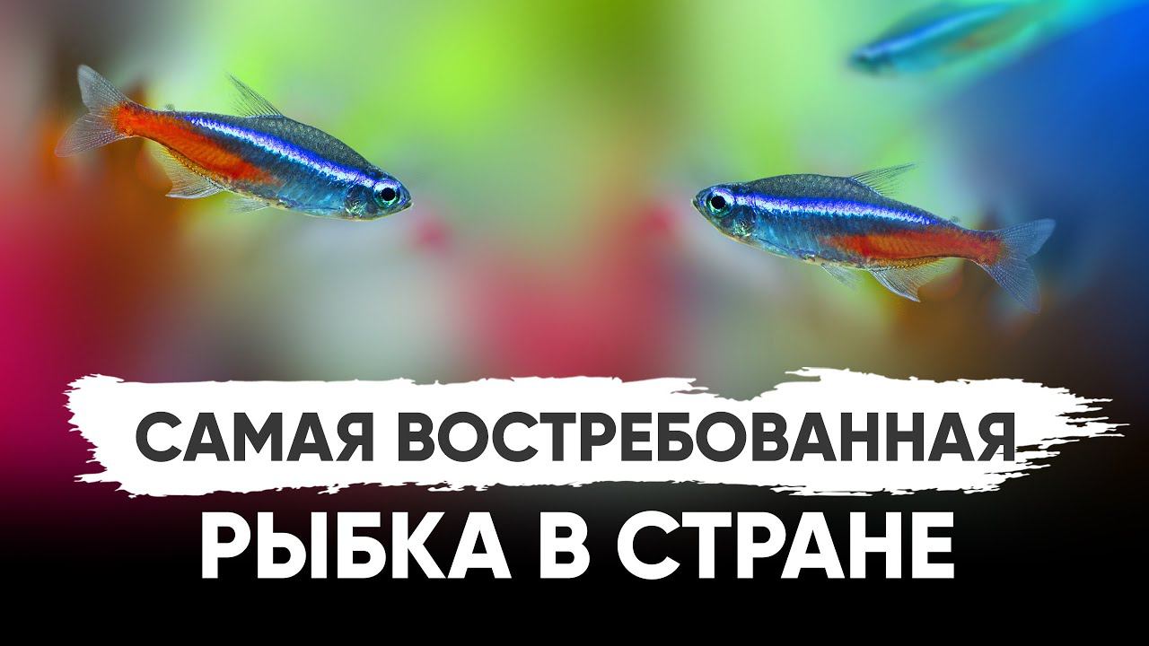 Голубой неон – самая популярная рыбка среди аквариумистов смотреть онлайн