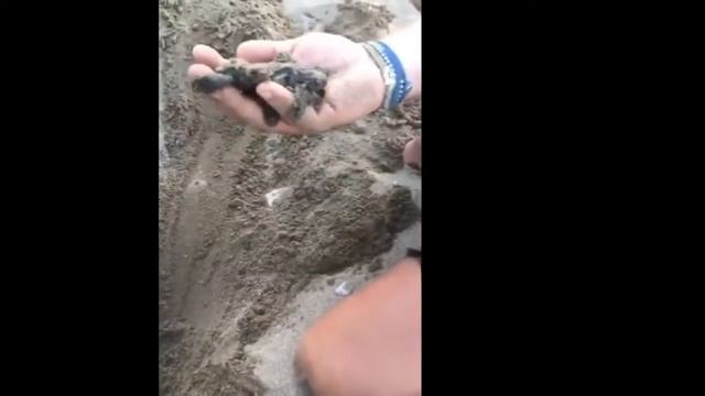 Mavi'nin “İndigo Turtles” Кыванч и Жан Касабалы смотреть онлайн