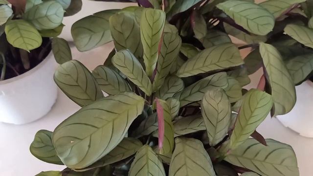 Ctenanthe Amagris / Fishbone Prayer Plant Propagation And Care Tips