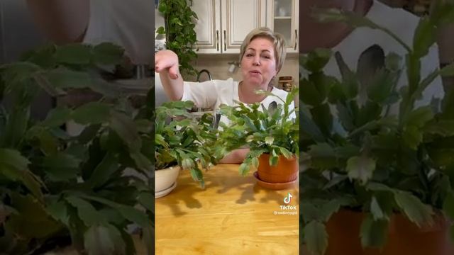 Декабрист цветок!! смотреть онлайн