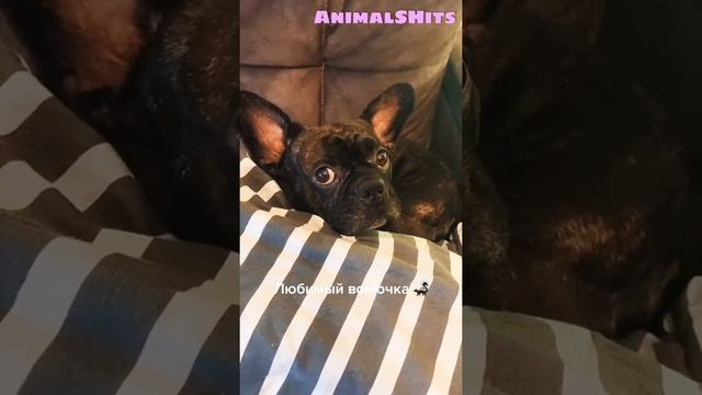 Почему воняет пердой? ? Приколы Тик Ток #shorts #tiktok #funnydog смотреть онлайн