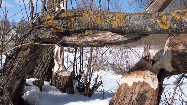 БОБРЫ ОПАСНЫ ОЧЕНЬ ) смотреть онлайн