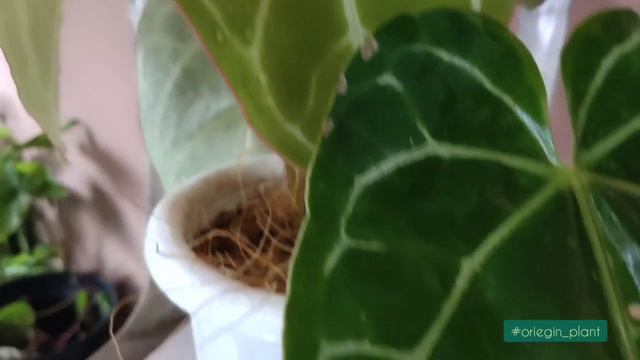 #001. Anthurium Cristallinum (Kuping Gajah Mini)